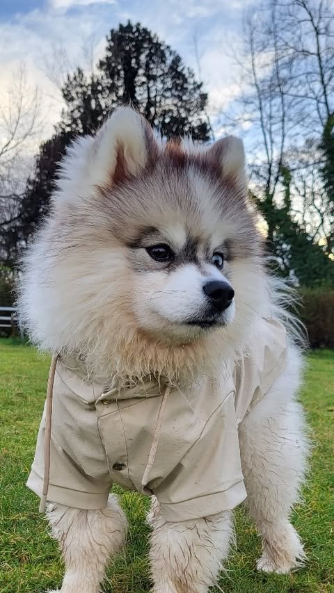 Instagram post by @shadoww_the_pomsky for Barc London. Caption reads: [...] wet walk is worse. This raincoat from....