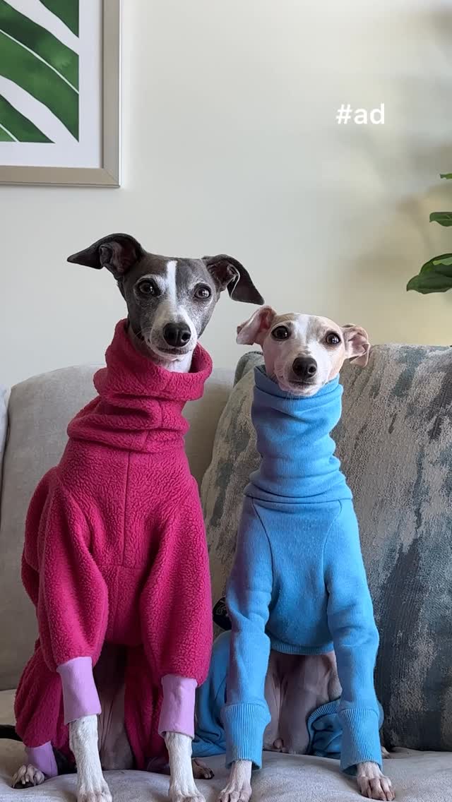 Instagram post by @nolatheiggy for Mixbook. Caption reads: How are you celebrating National Dog Month?🐾....