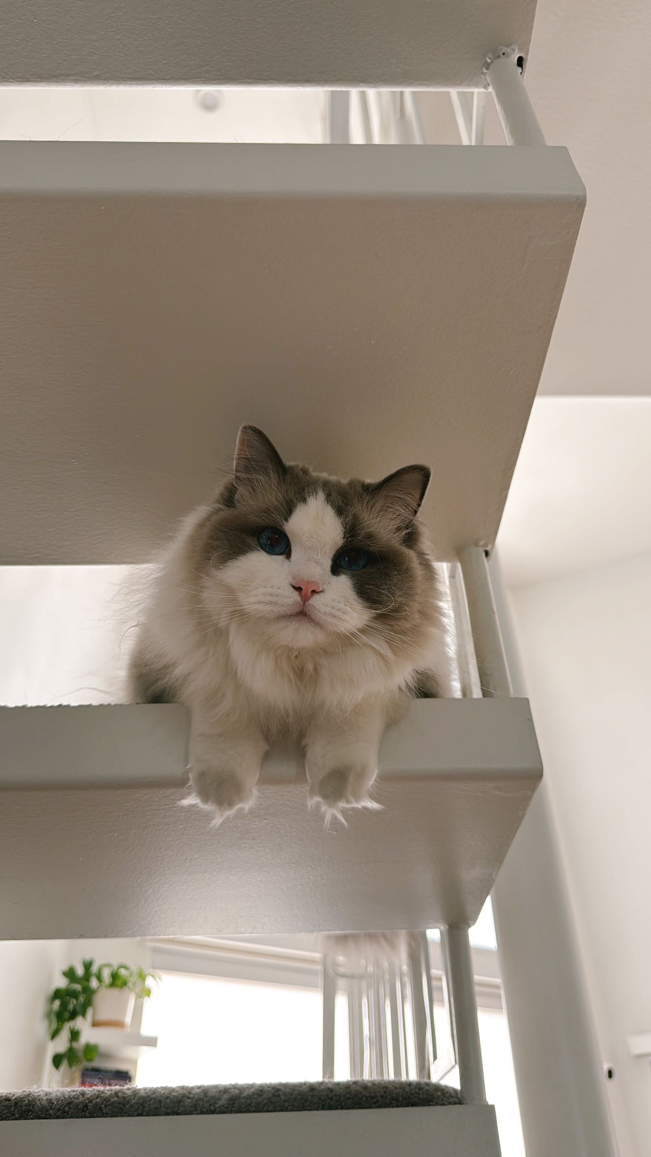 Instagram post by @jordanloufas for PetSafe. Caption reads: This will always be a scoopfree household thanks....