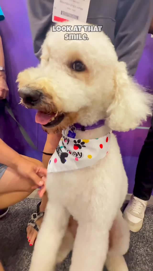 Instagram post by @gabrielfeitosagrooming for Andis Pets. Caption reads: Cue the confetti! 🎉 We’re celebrating Guy finding....