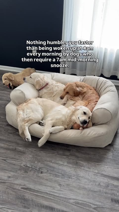 Instagram post by @threegoldiesonepyr for Snoozer Pet Products. Caption reads: This is dog logic 101 my friends🤣 7am cuddle....