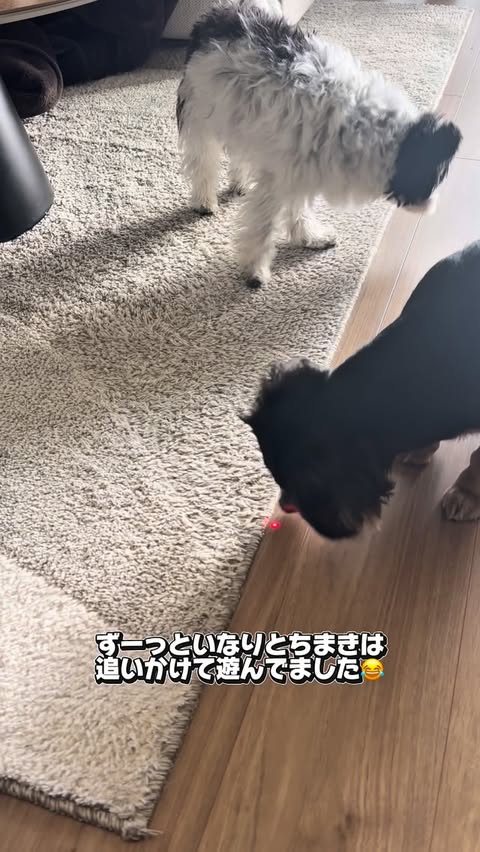 Instagram post by @inari_92124 for Hholove. Caption reads: [...] ✔ レーザーポインター内蔵で外出先から遊べる✨ @hholove_global....