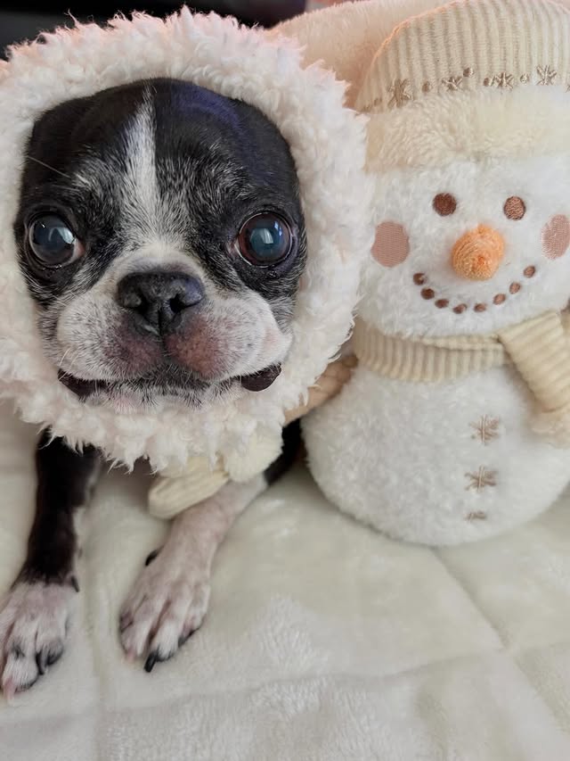 Instagram post by @beautiful.perfume for Doggy Box. Caption reads: 𓍯 ┈┈┈ 𓍯
@doggybox_jp [...].