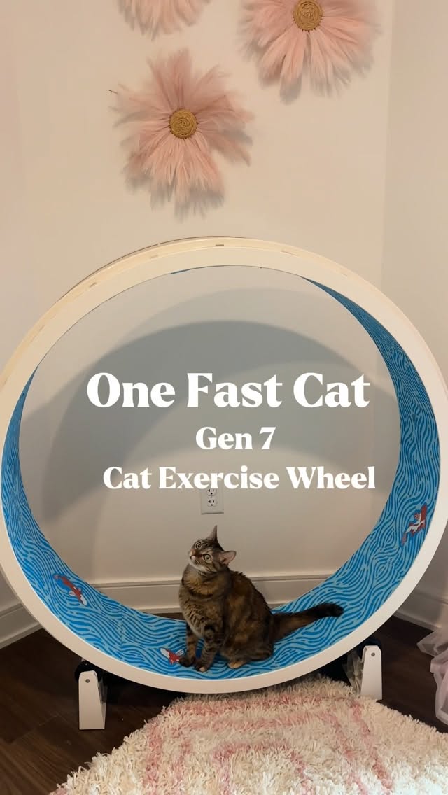 Instagram post by @mylittlecatgarden for One Fast Cat. Caption reads: [...] were right! Petal LOVES her One Fast Cat....