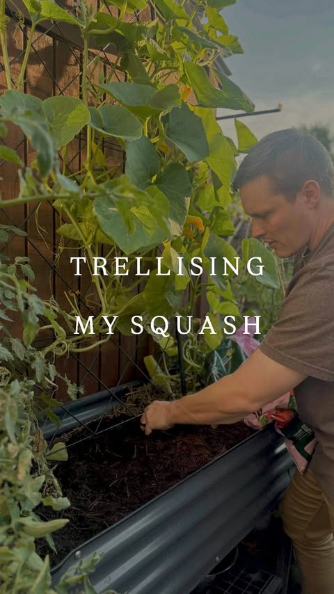 Instagram post by @realfarmerjeff for Vego Garden. Caption reads: [...] will save you 5% on any Vego Garden....