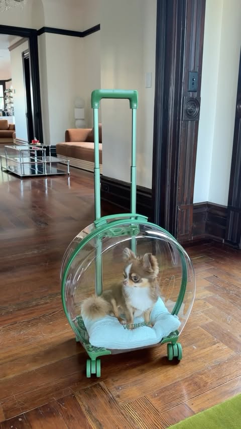 Instagram post by @victoriaparis for Chewy. Caption reads: Lentil has his own @chewy storefront now. Use my....