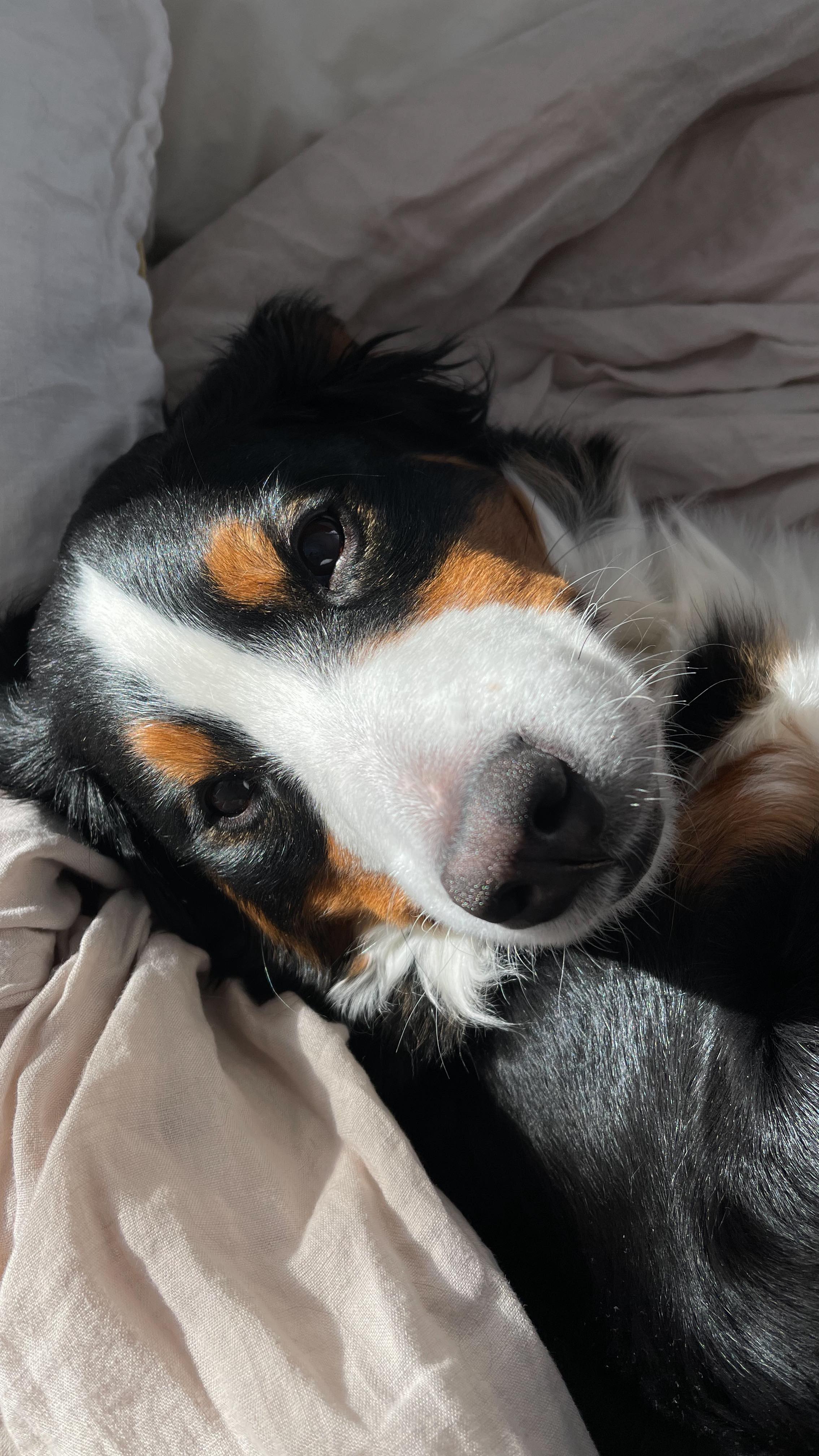 Instagram post by @kim_demers for Oven-Baked Tradition. Caption reads: Un dimanche pluvieux comme je les connais....