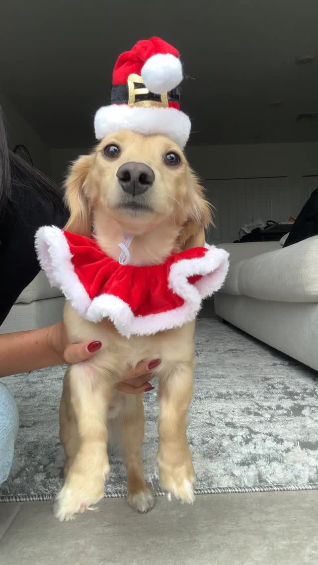 Instagram post by @weeniedog_oakley for Hobby Lobby. Caption reads: @hobbylobby Christmas haul 😂🎄

Which one is your....