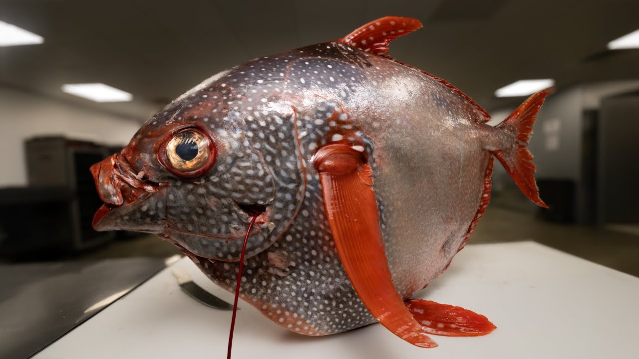 YouTube post by @reedthefishmonger for Groove Life. Caption reads: This Fish Should Not Have Been Caught!.