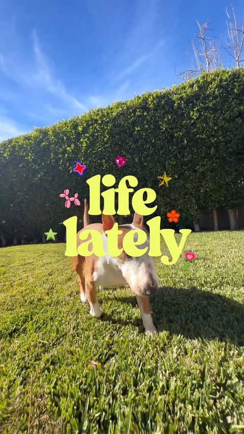 Instagram post by @laurdiy for Native Pet. Caption reads: [...] is PACKED, but we always make time for....