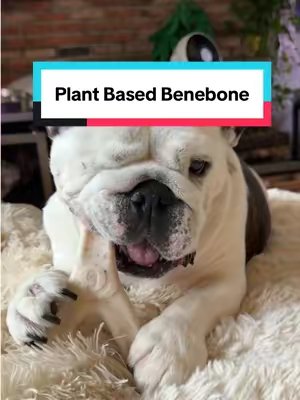 TikTok post by @emac.bulldogs for Benebone. Caption reads: Benebone green wishbone for the win. The Bulldogs....