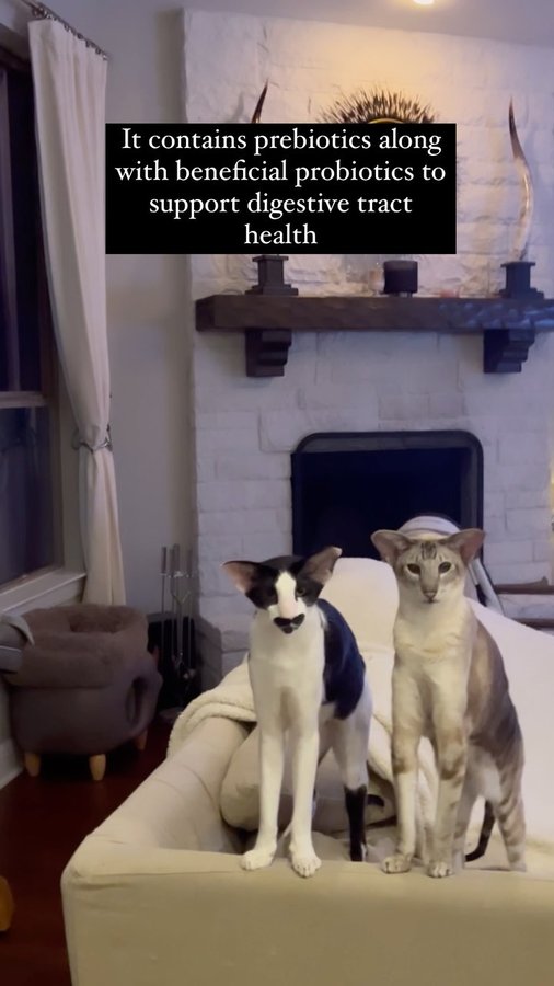 Instagram post by @oriental_shorthair_squad for VetriScience. Caption reads: [...] about digestion issues when I give....