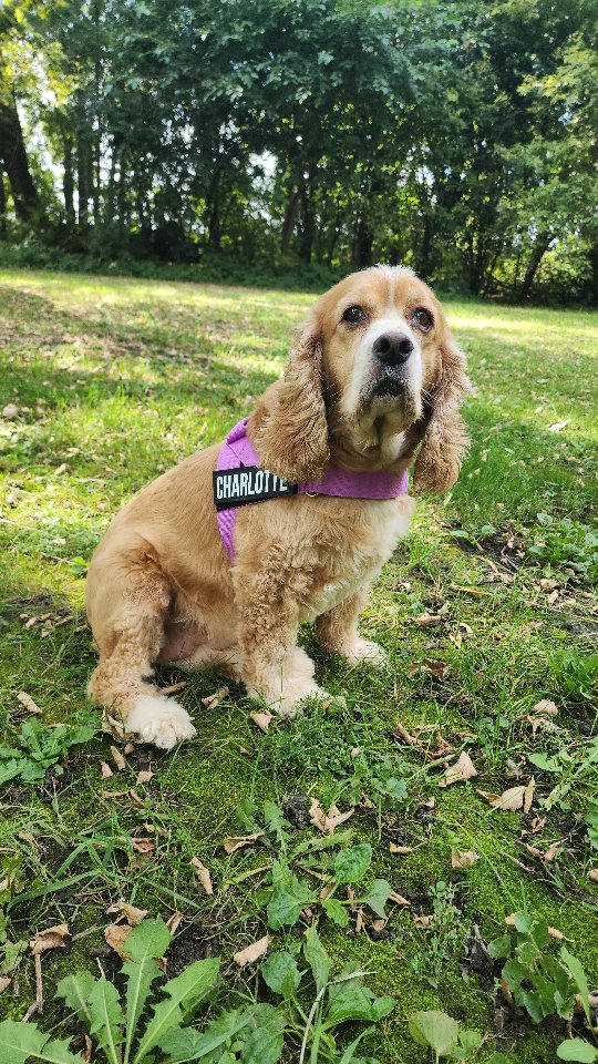 Instagram post by @sararose08 for Dog Friendly Co. Caption reads: [...] in her new harness and leash from....