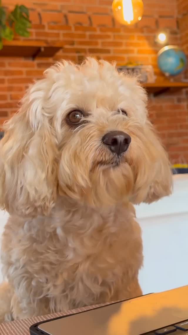 Instagram post by @iosonochico_ for Edgard & Cooper. Caption reads: Recensioni Oneste ⭐️
@edgardcooper 

 
 
 
....