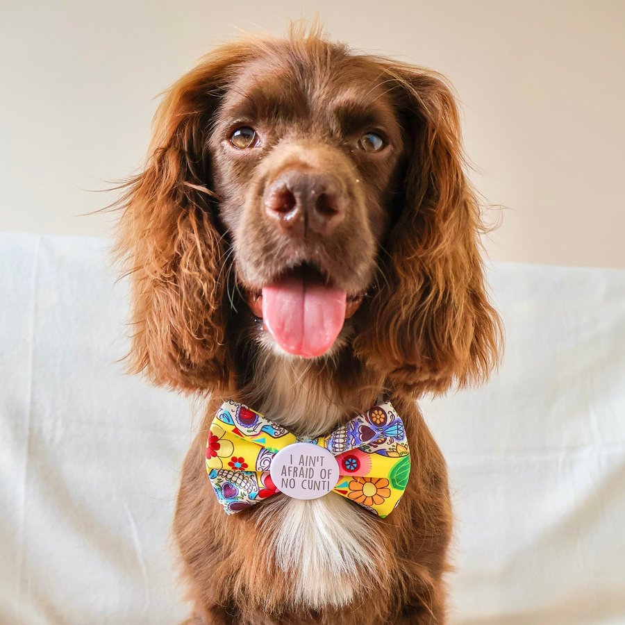 Instagram post by @herbie.werbie for Frankys Bowtique. Caption reads: [...] Sunday 👻 Today’s the day, the live....