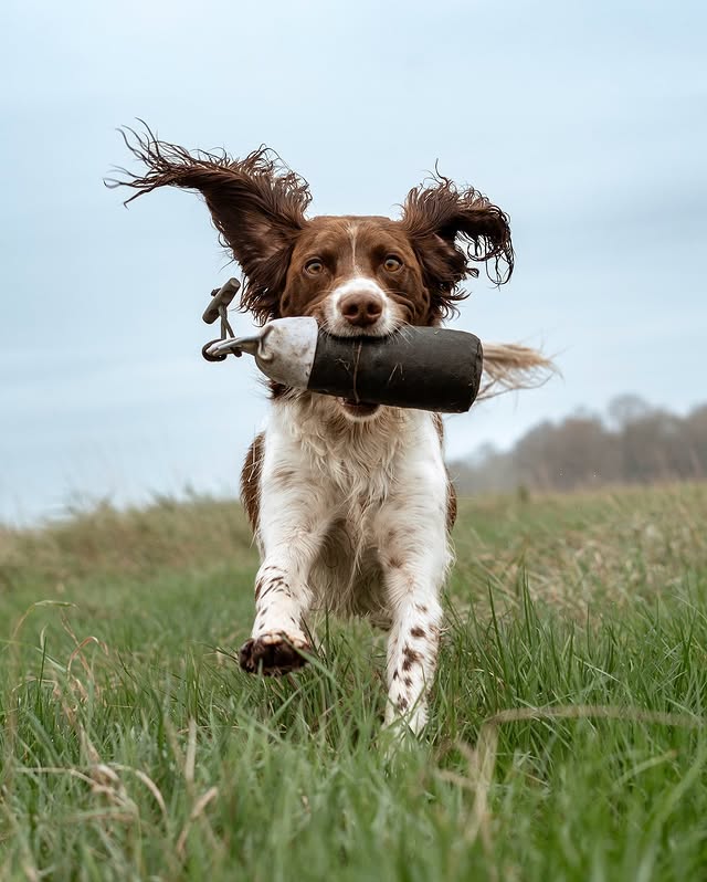 Instagram post by @jinky_springerspaniel for Ruff and Tumble. Caption reads: 𝑰𝒏𝒄𝒐𝒎𝒊𝒏𝒈… 🚀 Our new....