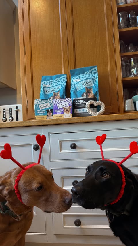 Instagram post by @akirwan_ for Burns Pet Food. Caption reads: Benji & Freddie might not care about flowers..but....