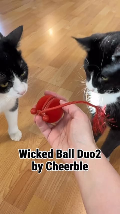 Instagram post by @fitzcapades for Cheerble. Caption reads: Wicked ball duo2 Cheerble Perfect toy to get....