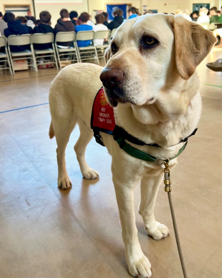Instagram post by @labrarocket for Grandma Lucy's. Caption reads: [...] #earlylearning #teachers #pettherapy....