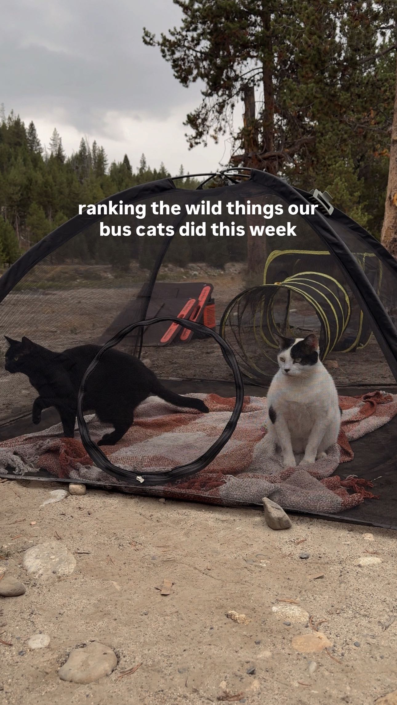 Instagram post by @geneandshay for Blue Buffalo. Caption reads: Fuel the wild within. Cats are born to love....