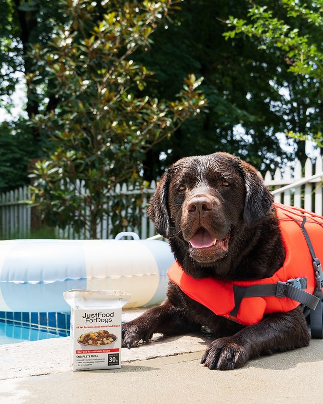Instagram post by @bojackthelab for Amazon Pets. Caption reads: Sharing my poolside food with you because it’s....