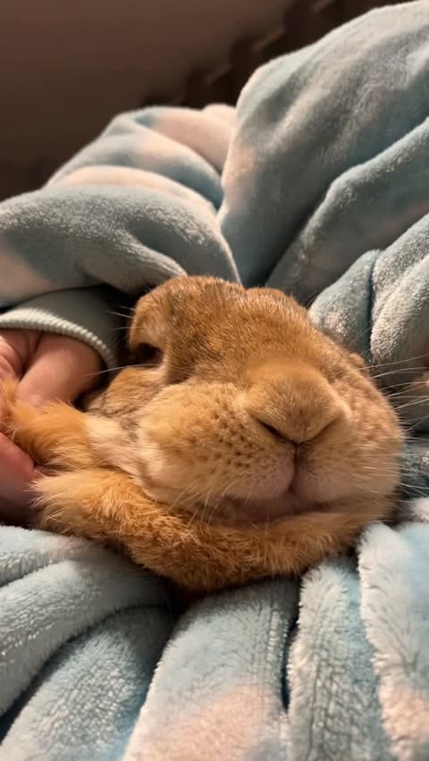Instagram post by @winifred.the.giant.rabbit for The Oodie. Caption reads: A big snuggly Oodie and a big snuggly bunny,....