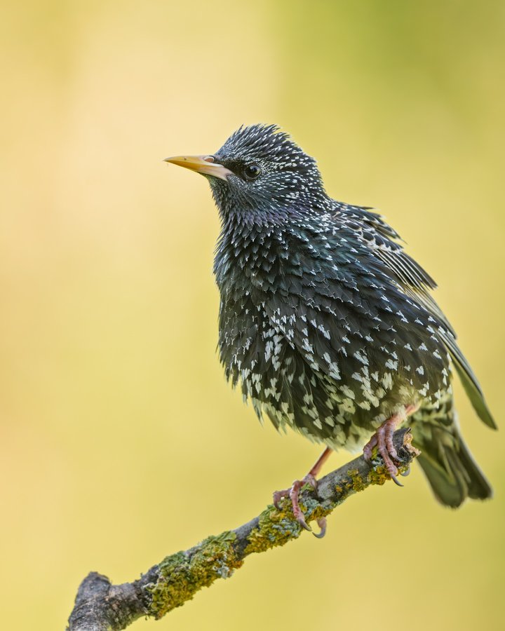 Instagram post by @miwographie for SmallRig. Caption reads: Happy Halloween 🎃 to all of you!

🐦 Starling /....