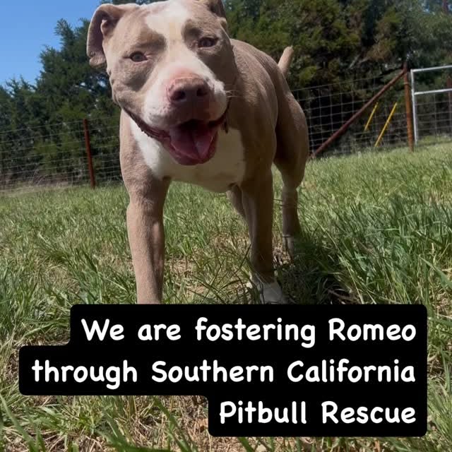 Instagram post by @themartinmutts for Impact Dog Crates. Caption reads: Notes from day 1 w/ Romeo.  It was more like a....