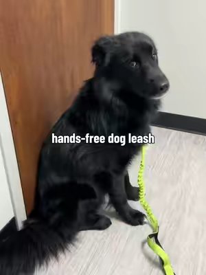 TikTok post by @mona_creates for iYoShop. Caption reads: [...] #rescuedog #adoptdontshop #dogbehaviour....