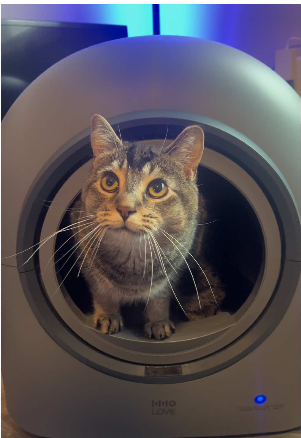 TikTok post by @turn.signal4 for Hholove. Caption reads: [...] Cleaner litterbox, happier cat 😃 @HHOLOVE....