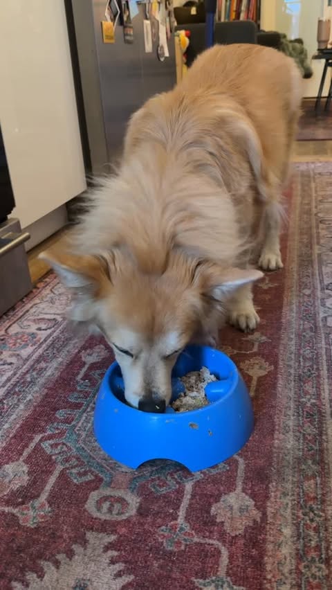 Instagram post by @simonsits for The Farmer's Dog. Caption reads: [...] 60% off your first box of @thefarmersdog....