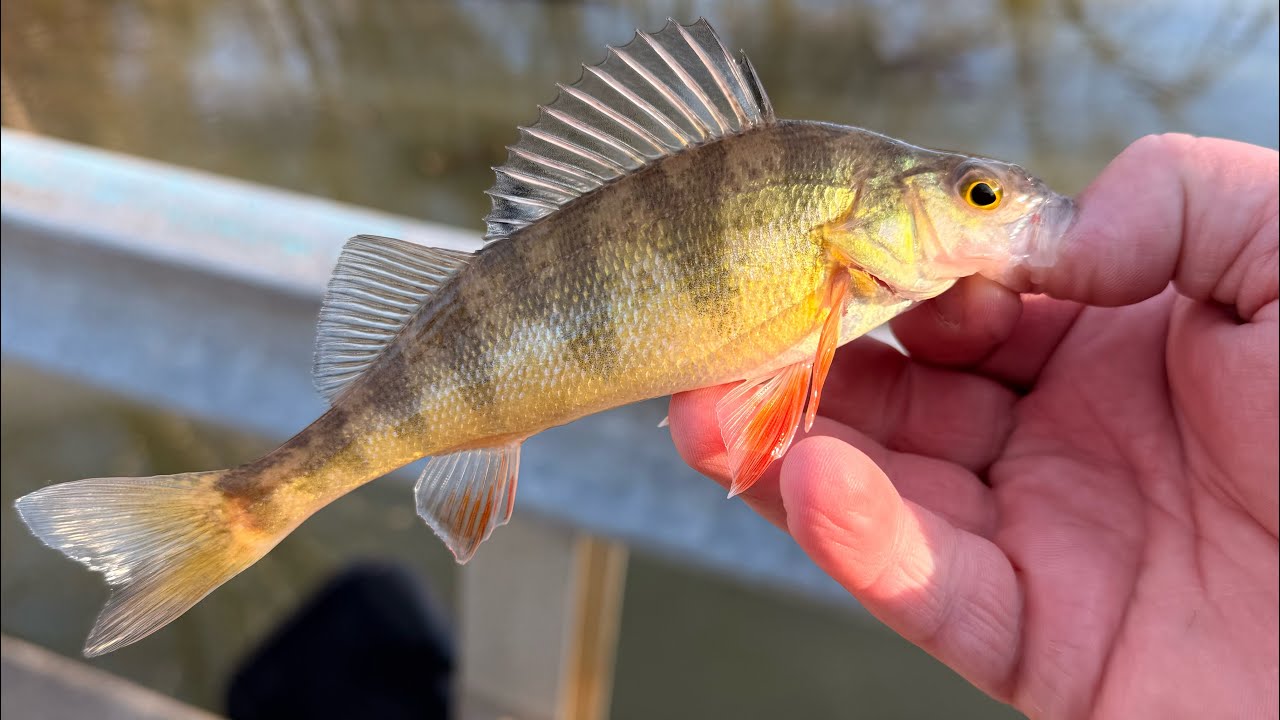 YouTube post by @FishingWithChris_Tv for KastKing. Caption reads: Winter bank fishing and vehicle problems.
