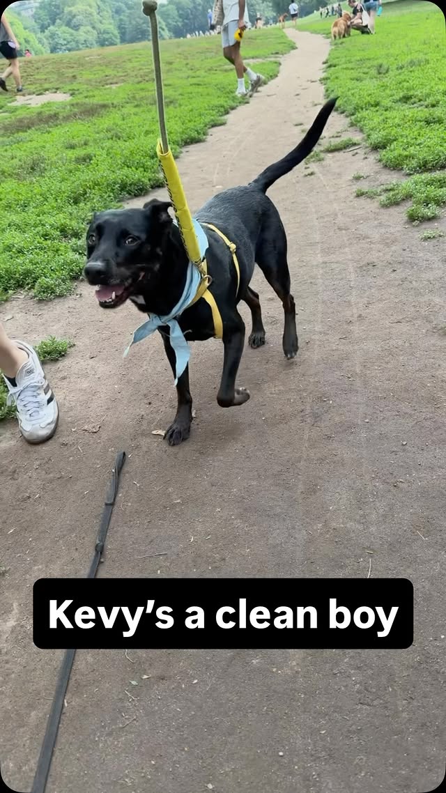 Instagram post by @katieandtatesfostermates for Earth Rated. Caption reads: [...] still needs to be a clean boy. ✨ @earthrated....