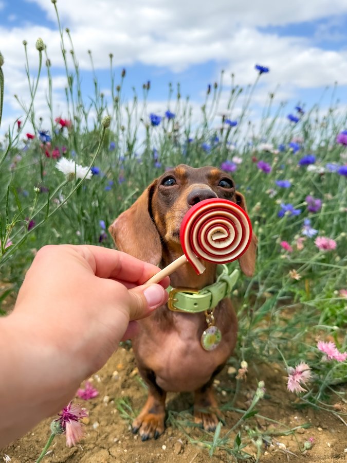 Instagram post by @doodlethedaxie for Happy Tails Hampers. Caption reads: [...] delicious veggie lollipops from....