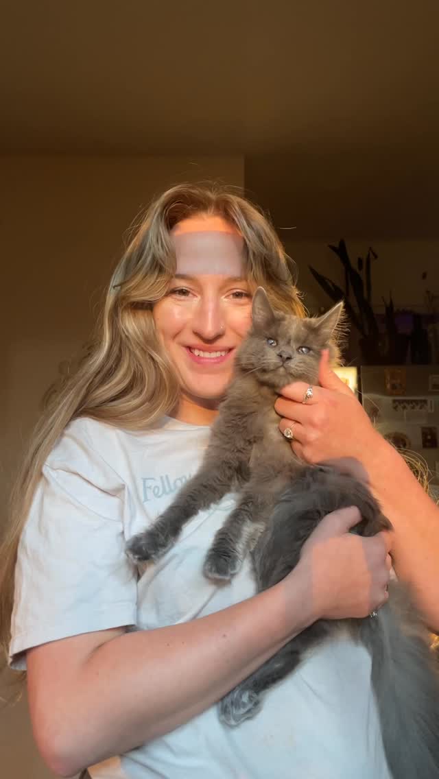 Instagram post by @arabella.overton for Primal Pet Foods. Caption reads: ✨cat parent confessions ✨ Being a cat parent means....