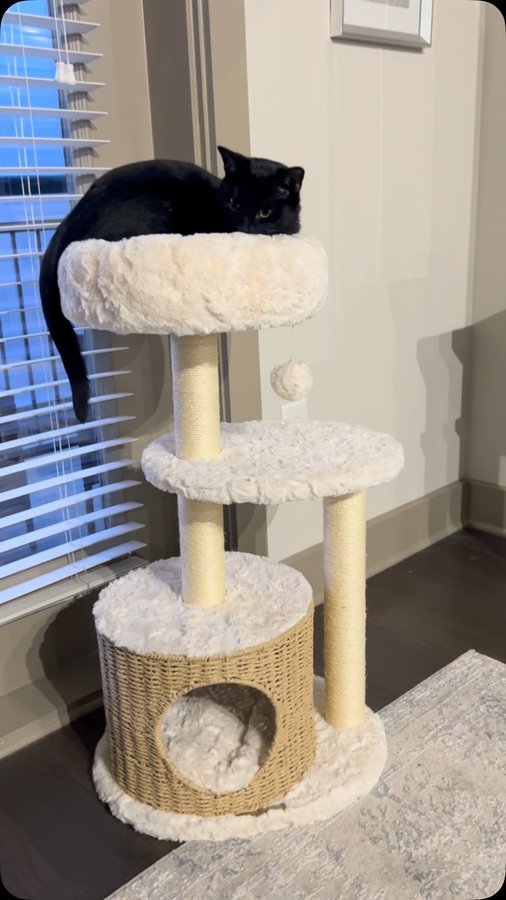 Instagram post by @dookieandluca for Happy & Polly. Caption reads: Luca getting cozy in his Milk Cloud Rattan Cat....