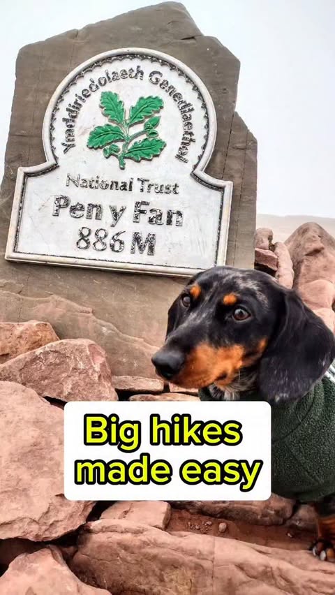 Instagram post by @dovecotedogs for Petsfit. Caption reads: [...] trying out the WILDPATH backpack from....