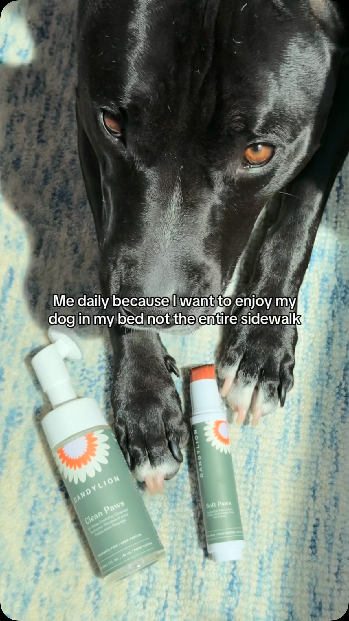 Instagram post by @extrapintobeans for Dandylion. Caption reads: [...] #gifted the Clean, Soft paws Kit from....