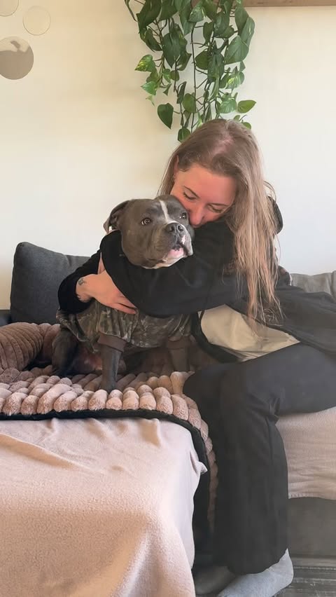 Instagram post by @staffymacky for Spark Paws. Caption reads: [...] bonus: How cute doe he look in his new....