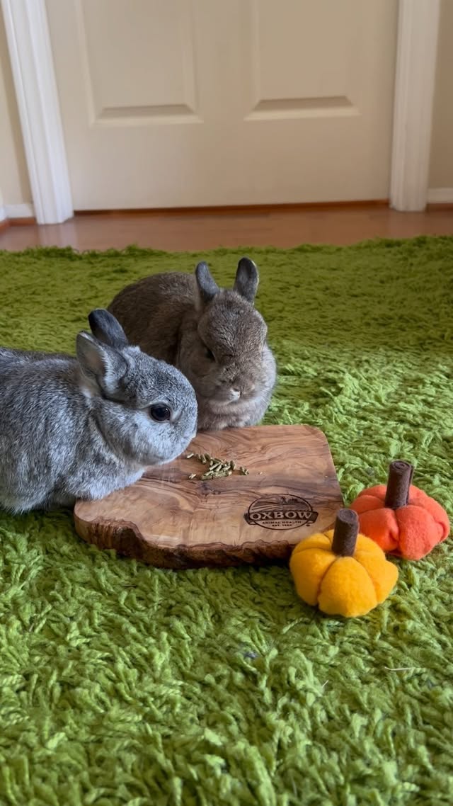 Instagram post by @cookieandgizmoli for Oxbow Animal Health. Caption reads: [...] for Thanksgiving with the help of....