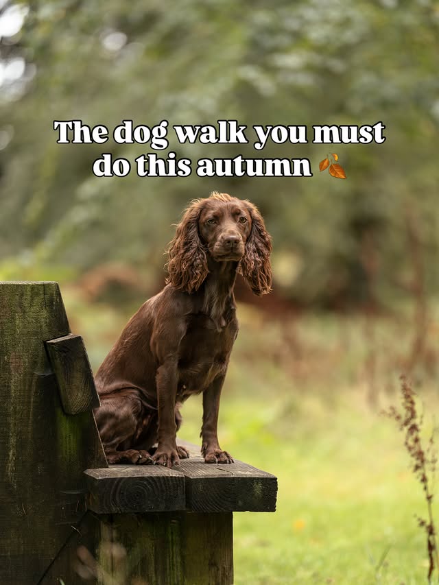 Instagram post by @petgevityuk for Dog Furiendly - Dog Friendly Places. Caption reads: Is this the UK’s most scenic woodland walk? 🌳🐕....