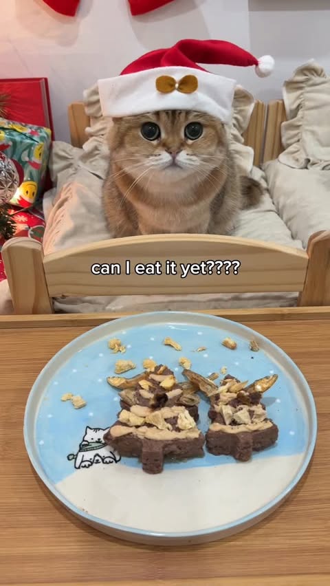 Instagram post by @papaya.cat for Pet Valu. Caption reads: Build a Pawliday Plate with us for your fur....