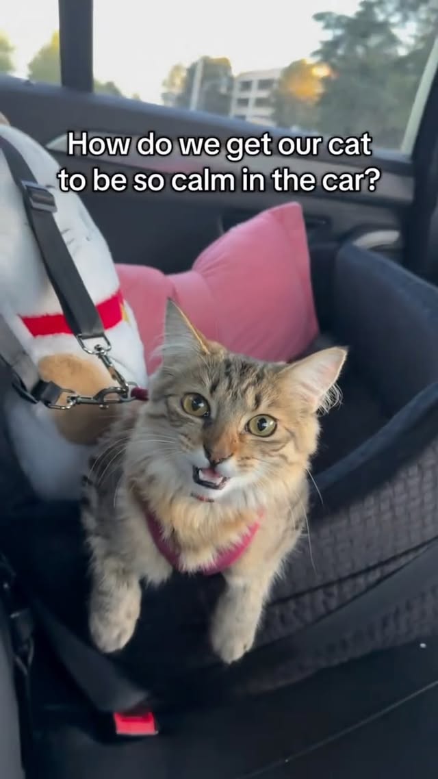 Instagram post by @theflamingzuzu for Petsfit. Caption reads: [...] to a calm car ride? let me tell you how....