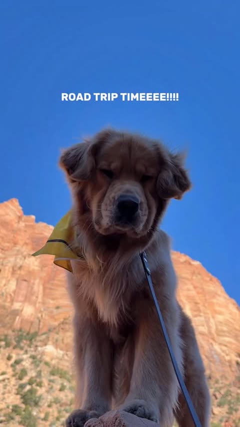 Instagram post by @zebbythegolden for Hertz. Caption reads: [...] to the mountains this weekend with the....