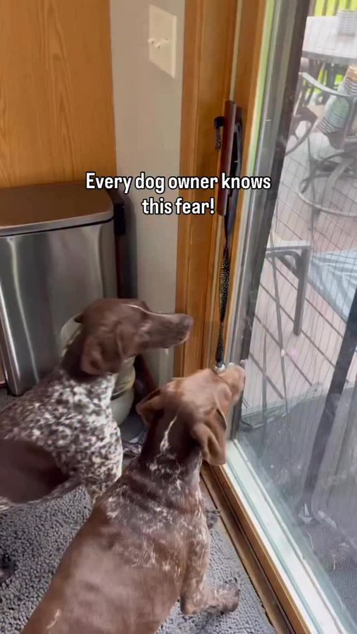 Instagram post by @bellaandchancegsp for Halo Collar. Caption reads: With @halocollar, Bella and Chance can explore....