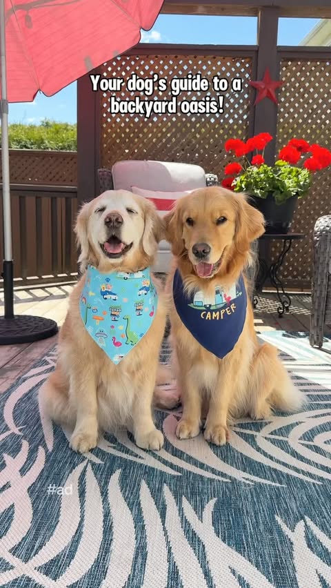 Instagram post by @lizzie.bear for PetSmart. Caption reads: [...] pools to cooling mats & yummy snacks,....