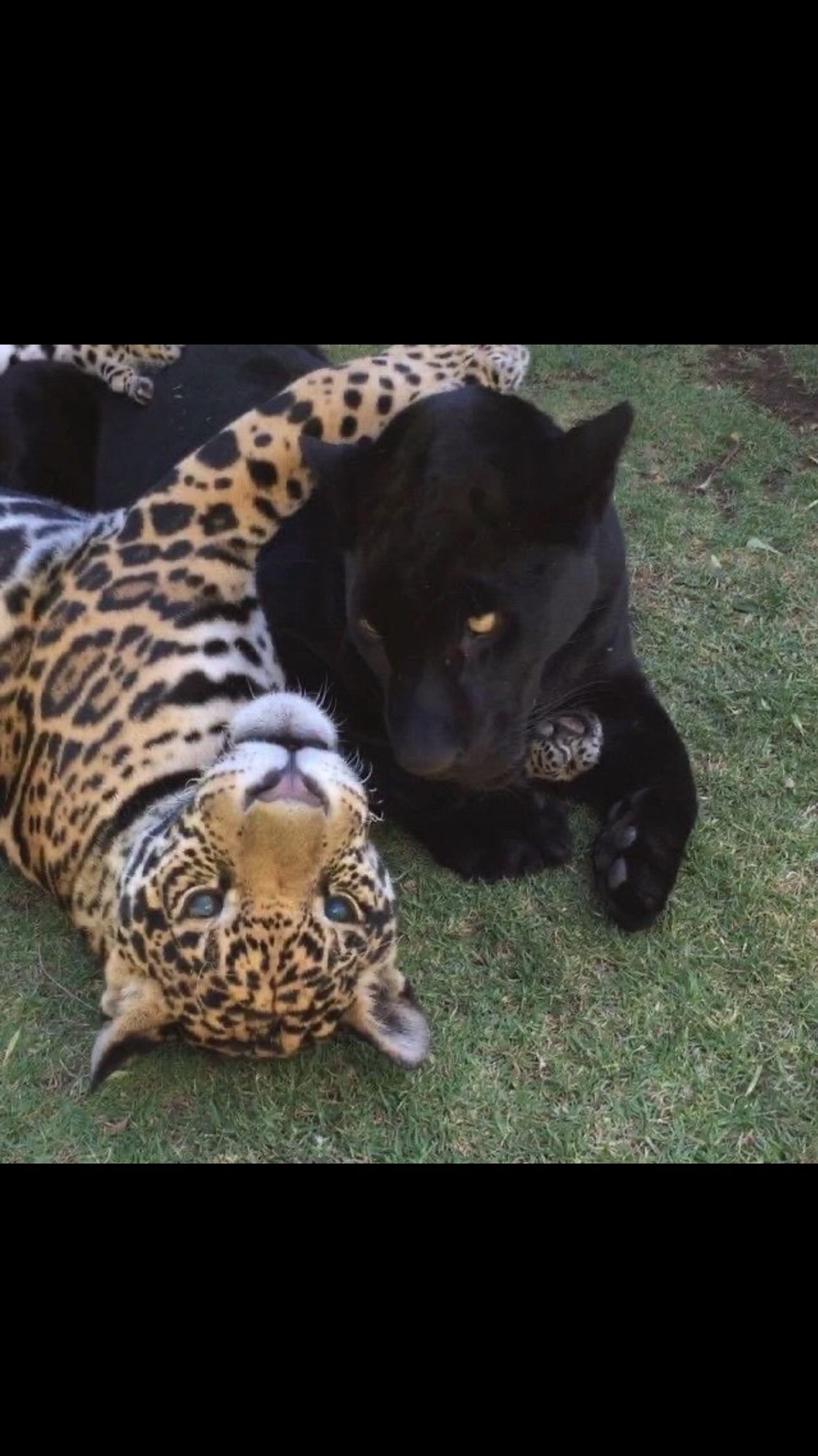 Instagram post by @angelina_maldonado for BOMBSHELL SPORTSWEAR. Caption reads: Christmas tree stays up year round 🎄👀

Pull ups....