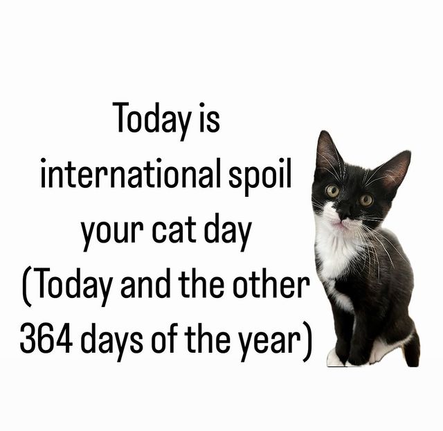 Instagram post by @romy.andmichelle for Cats of Instagram. Caption reads: This post was sponsored by Kitty Cats everywhere....