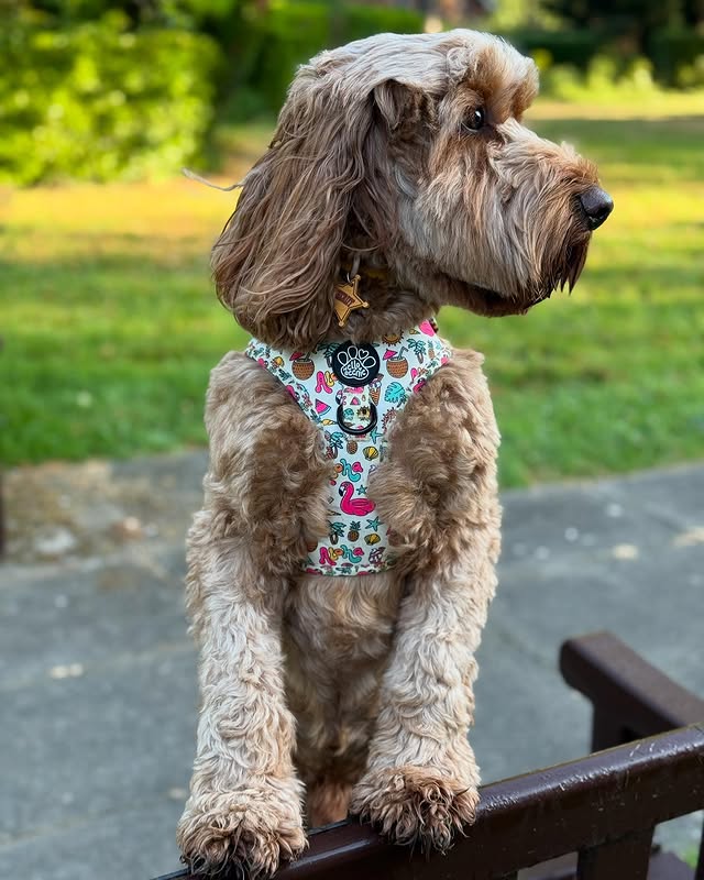 Instagram post by @iamwoodythecockapoo for Hello Beenie. Caption reads: Won’t look…it’s Wednesday!!!

Pawfice day for....