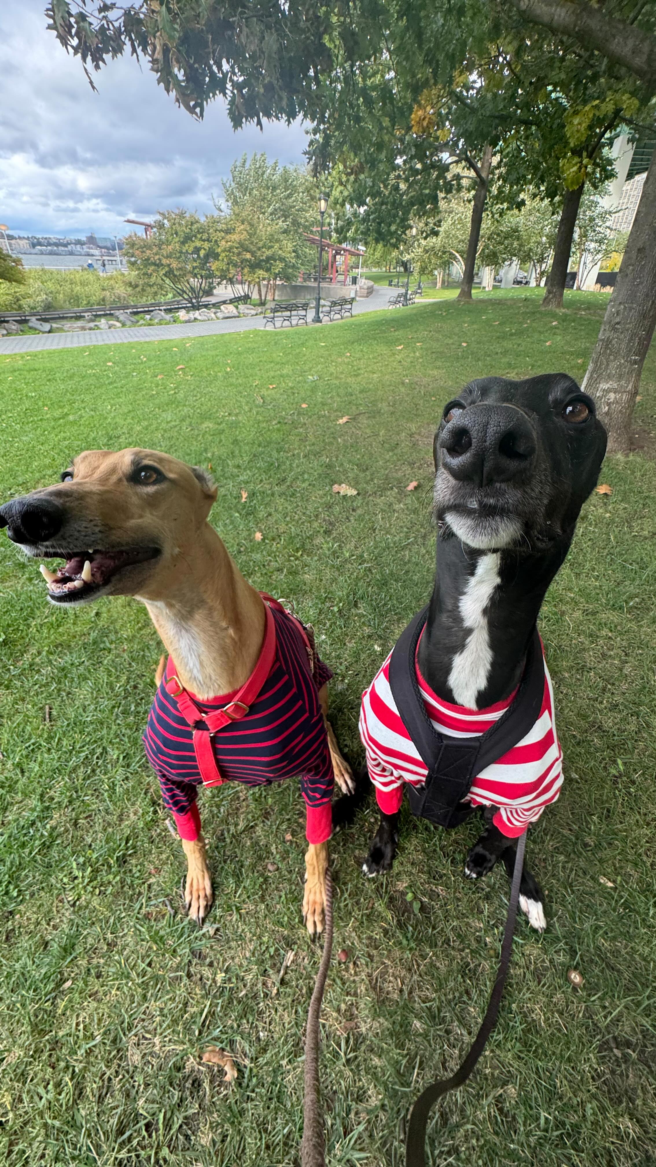 Instagram post by @milothepencildog for Open Farm Pet. Caption reads: Our perfect morning. Milo is crying by the door,....